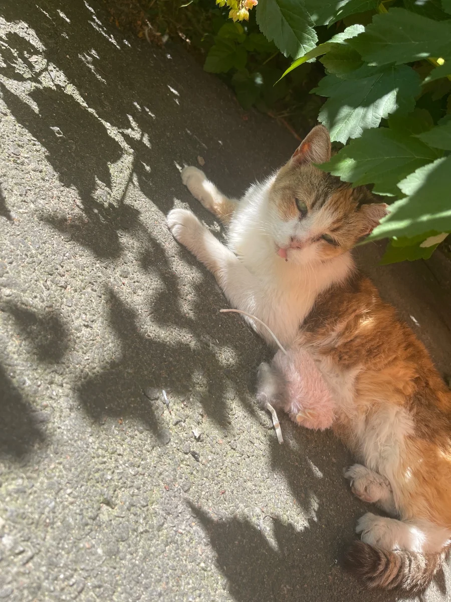 Бездомная кошка ищет дом!