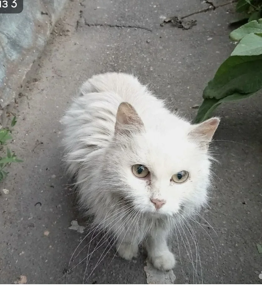срочно помощь кошечке